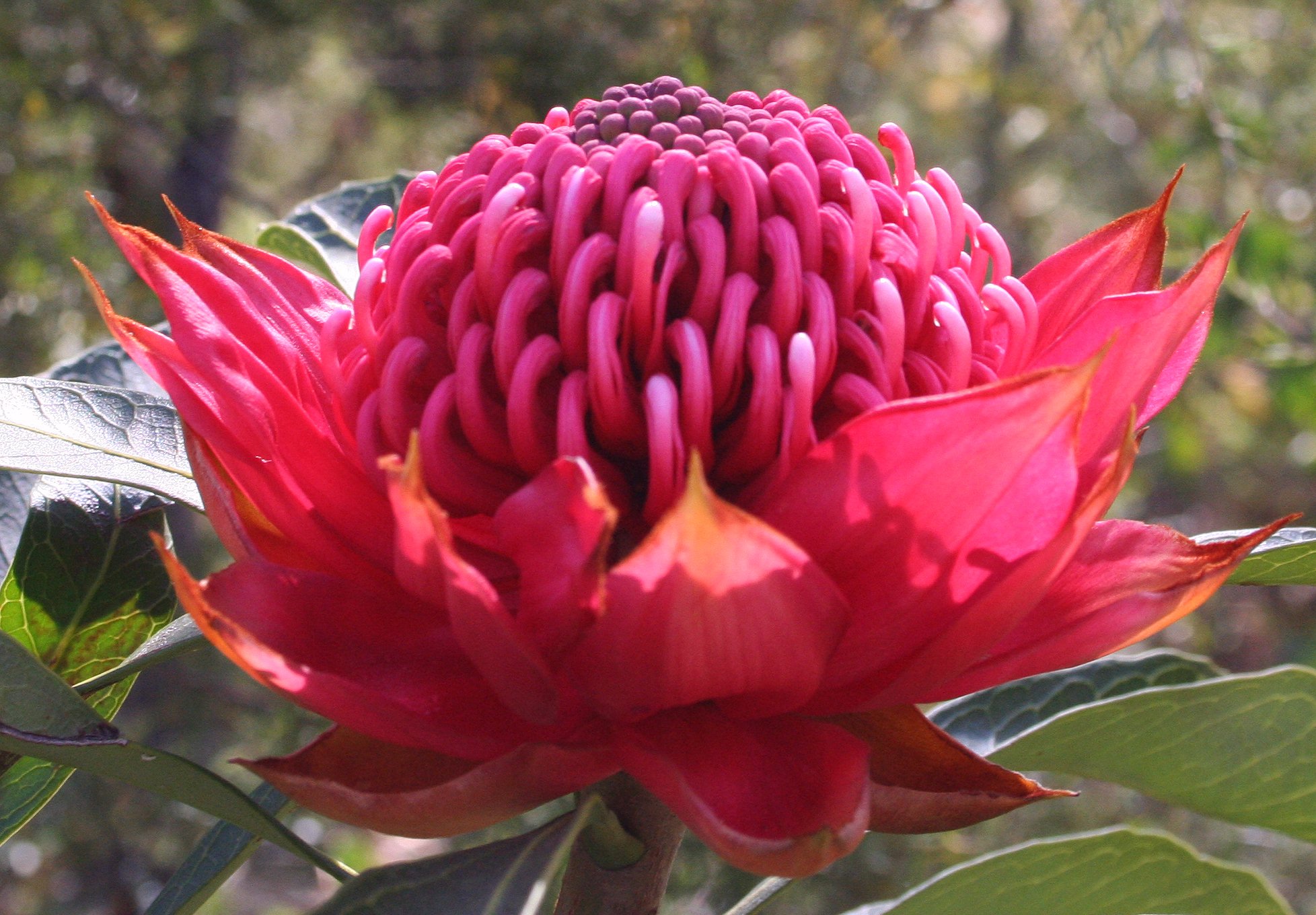 Đặc điểm hoa protea 3