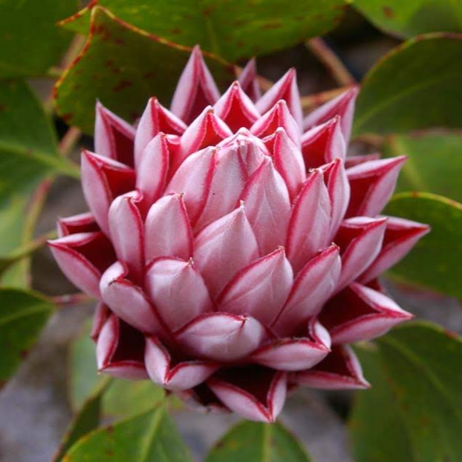Đặc điểm hoa protea 2
