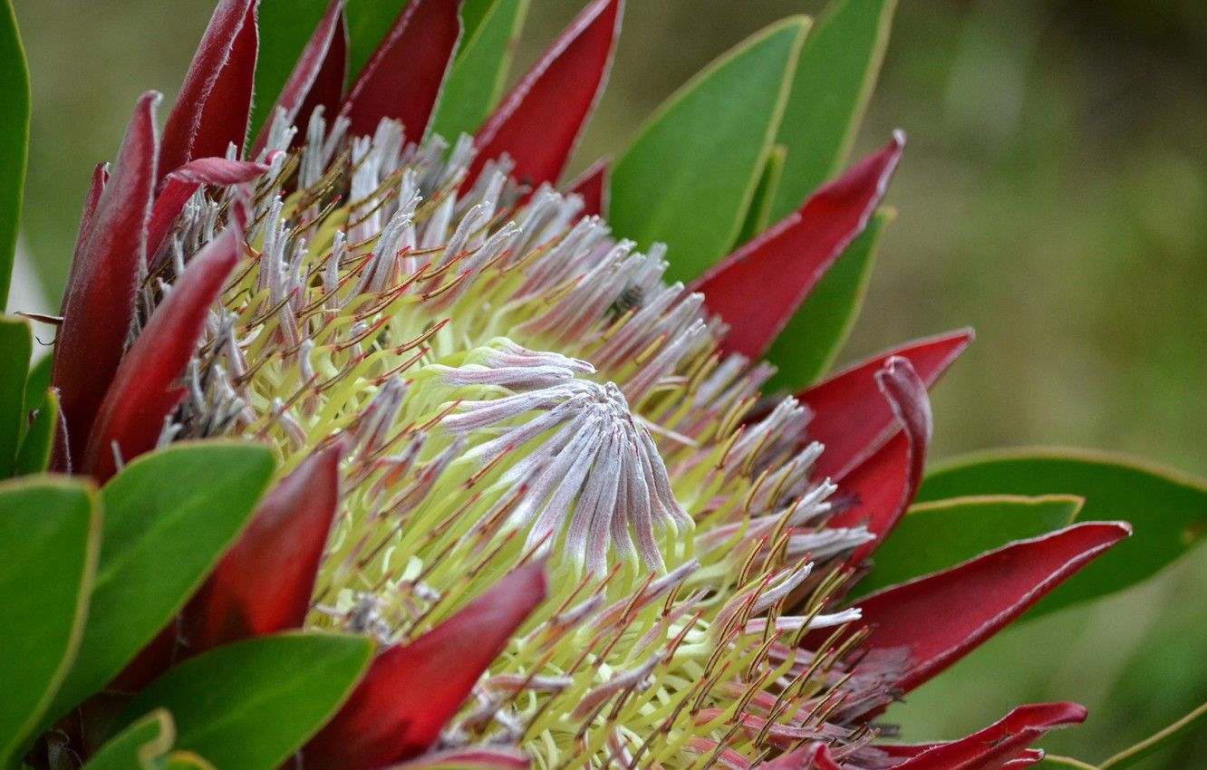 Đặc điểm hoa protea 1