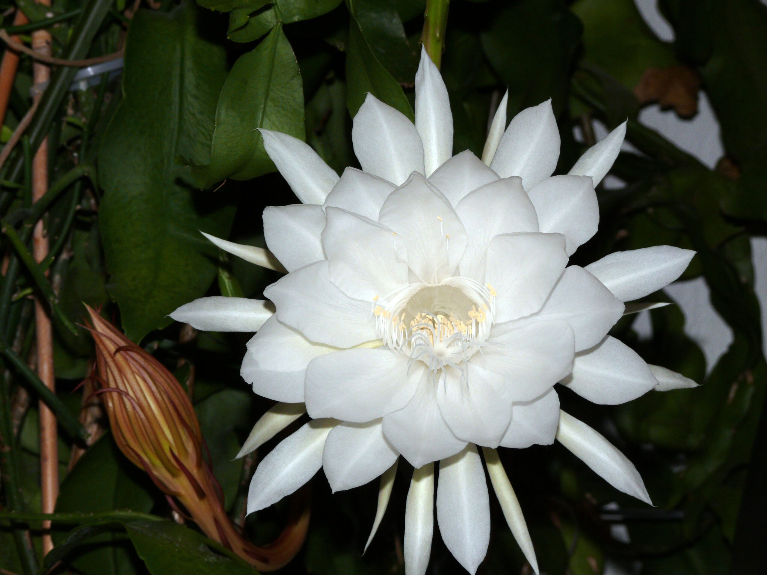 Hoa quỳnh trắng 17