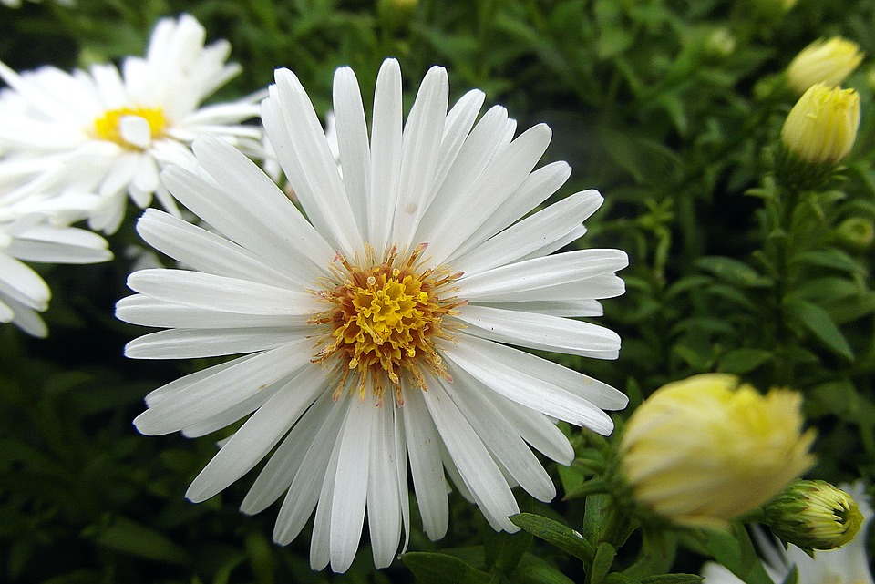 Hoa thạch thảo trắng 6