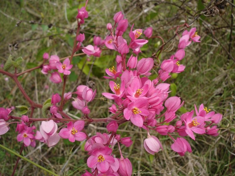 Hoa tigon hồng 9