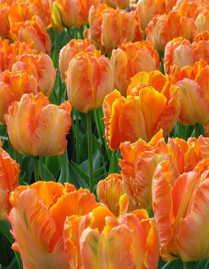 Hình ảnh hoa tulip cam 1