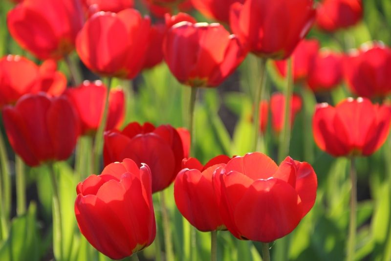 Hình ảnh hoa tulip đỏ 8