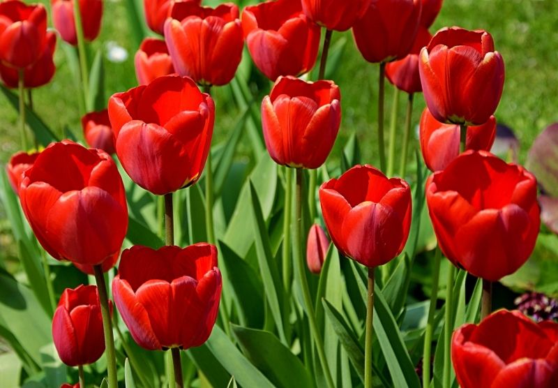 Hình ảnh hoa tulip đỏ 7