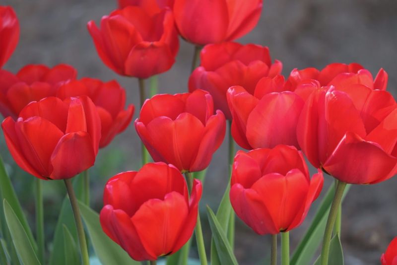 Hình ảnh hoa tulip đỏ 6