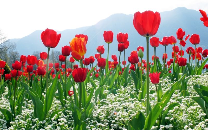 Hình ảnh hoa tulip đỏ 5