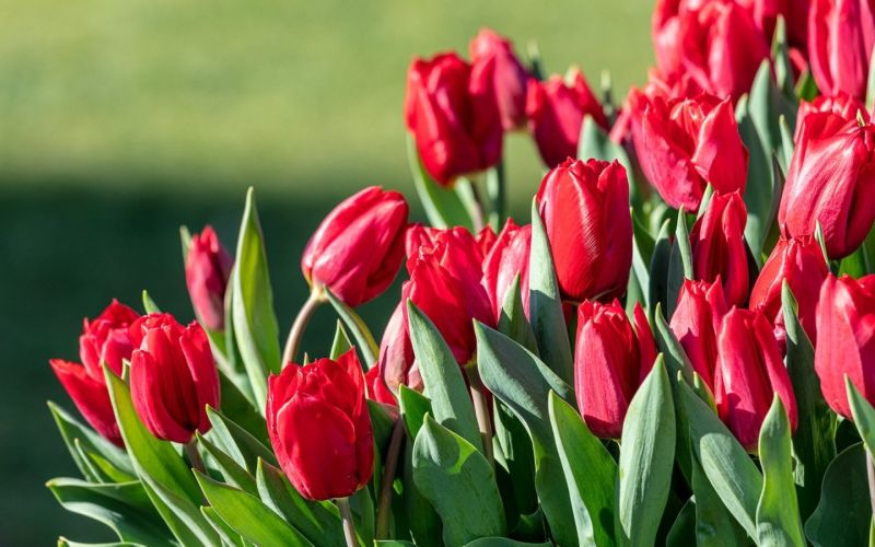 Hình ảnh hoa tulip đỏ 3