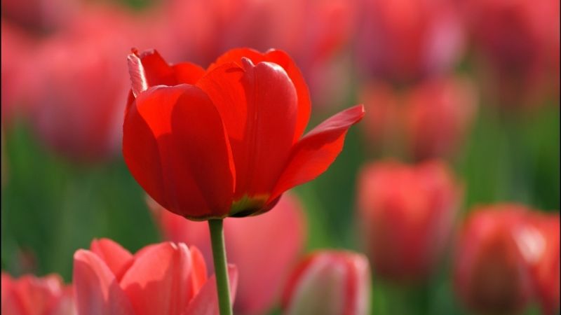 Hình ảnh hoa tulip đỏ 9