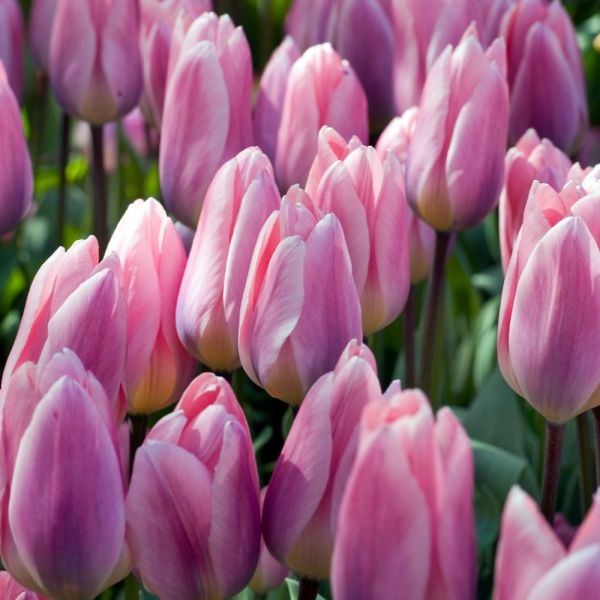 Hình ảnh hoa tulip hồng 11