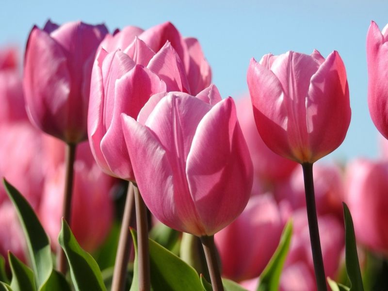 Hình ảnh hoa tulip hồng 4