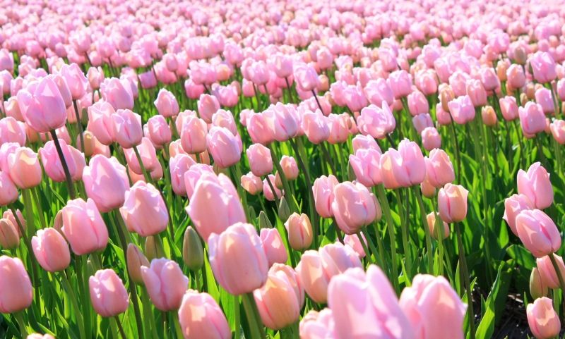 Hình ảnh hoa tulip hồng 9