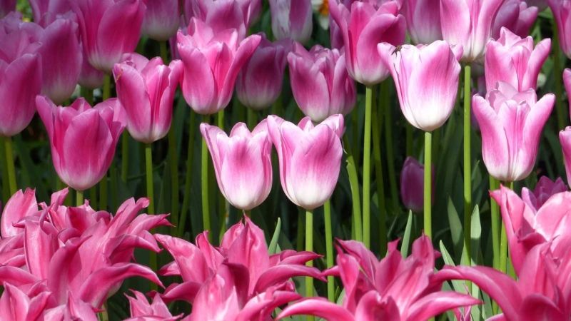 Hình ảnh hoa tulip hồng 10