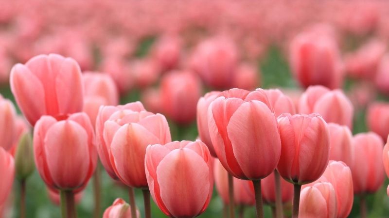 Hình ảnh hoa tulip hồng 1