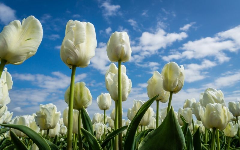 Hình ảnh hoa tulip trắng 14