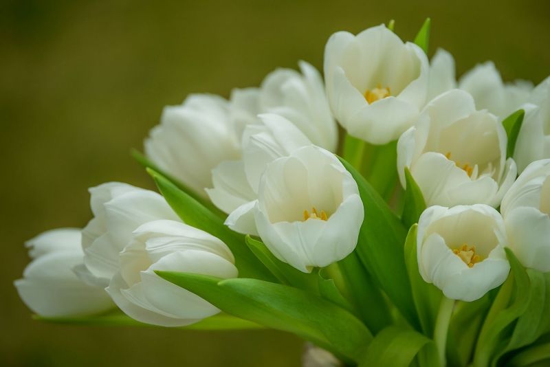 Hình ảnh hoa tulip trắng 4