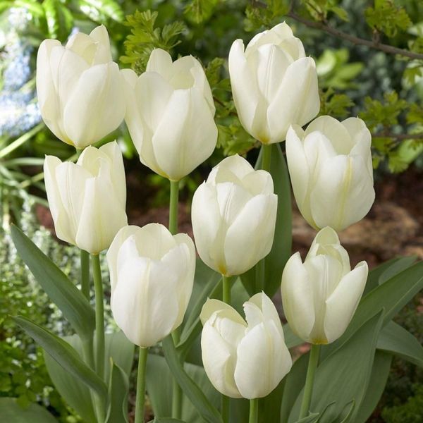 Hình ảnh hoa tulip trắng 1