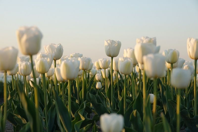 Hình ảnh hoa tulip trắng 13