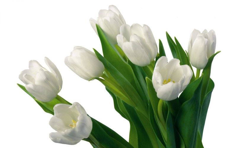 Hình ảnh hoa tulip trắng 11