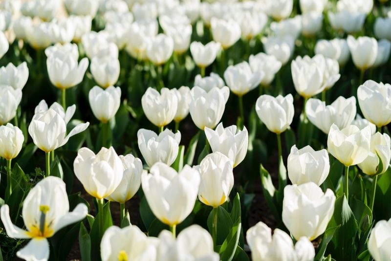 Hình ảnh hoa tulip trắng 10