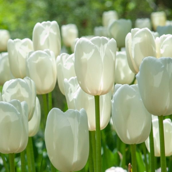 Hình ảnh hoa tulip trắng 15