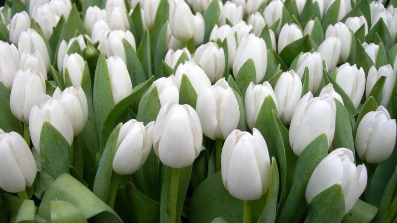 Hình ảnh hoa tulip trắng 3