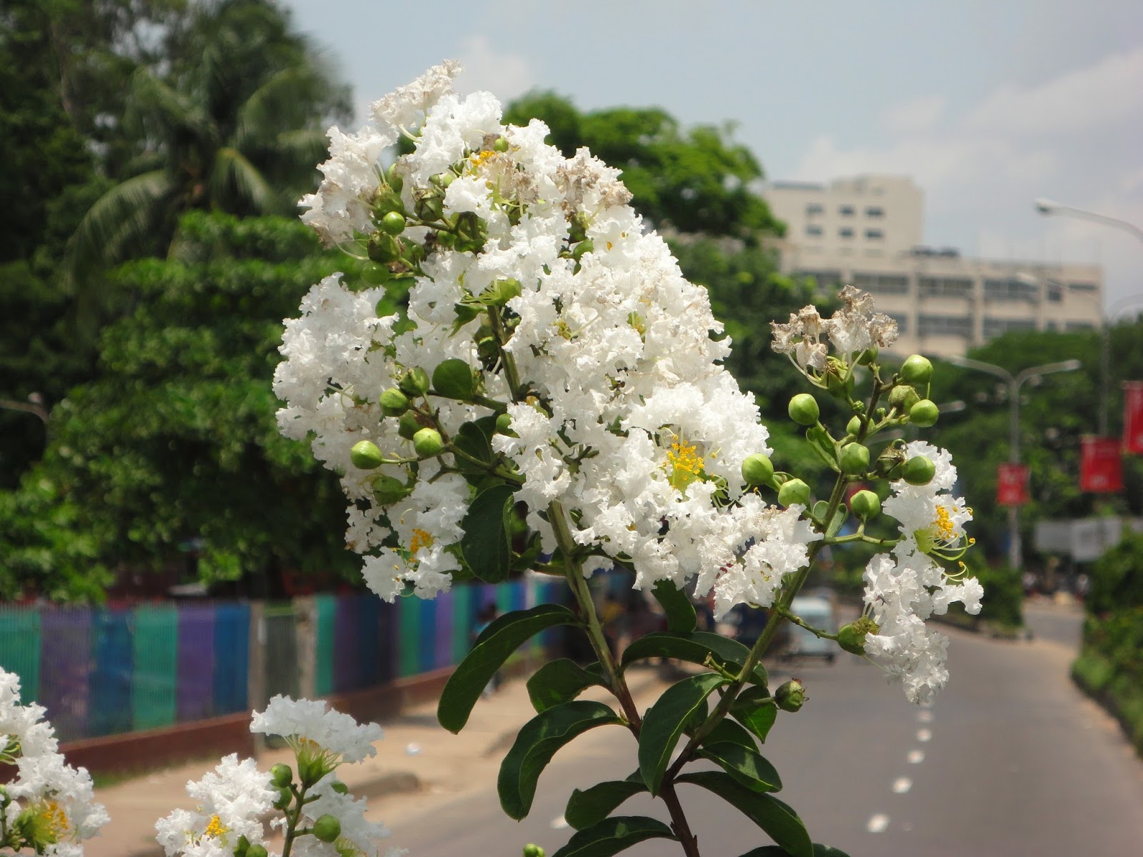 Hoa tường vi màu trắng 6