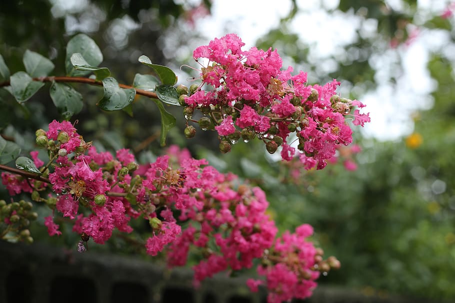 Hoa tường vi màu hồng 4