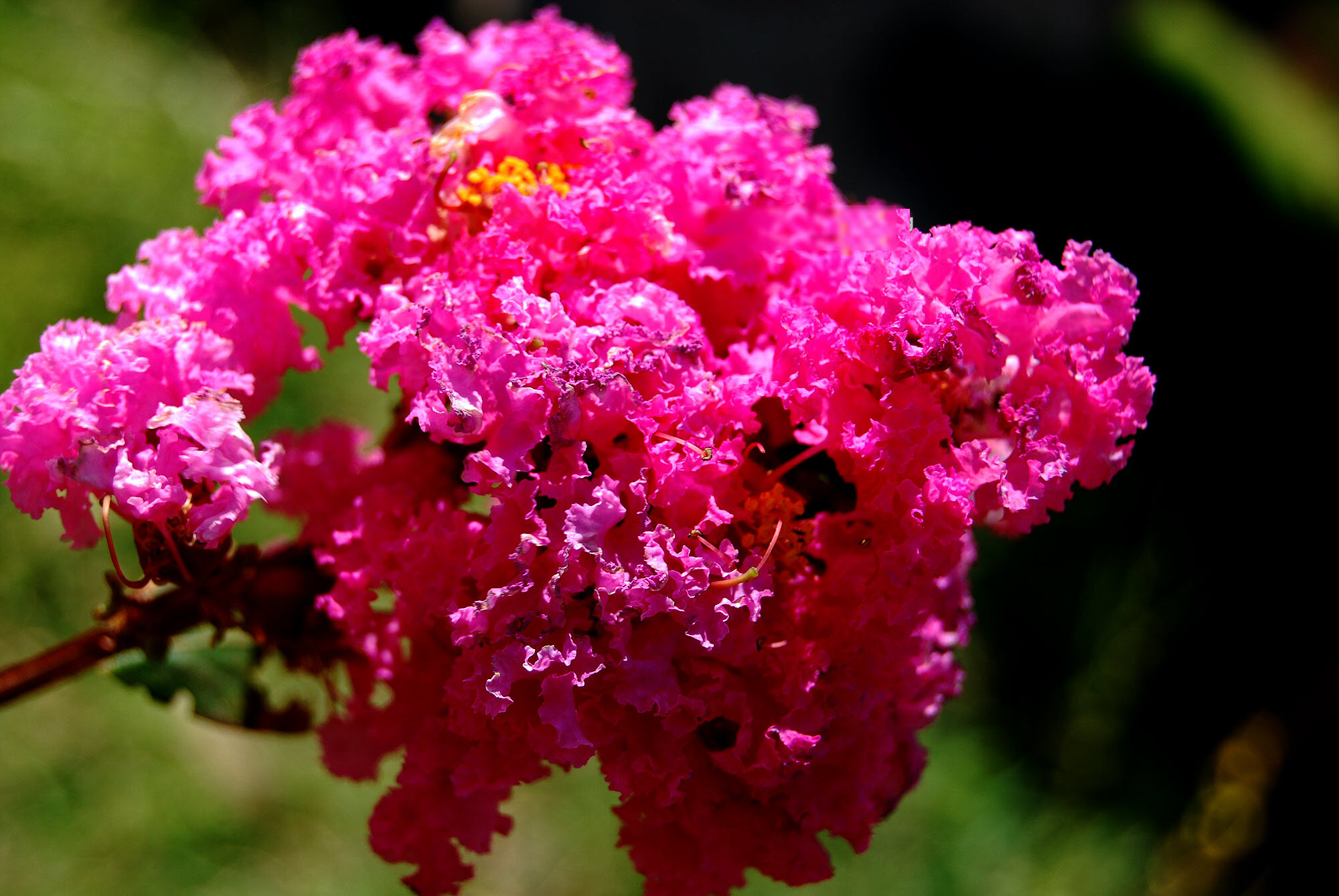 Hoa tường vi màu hồng 6