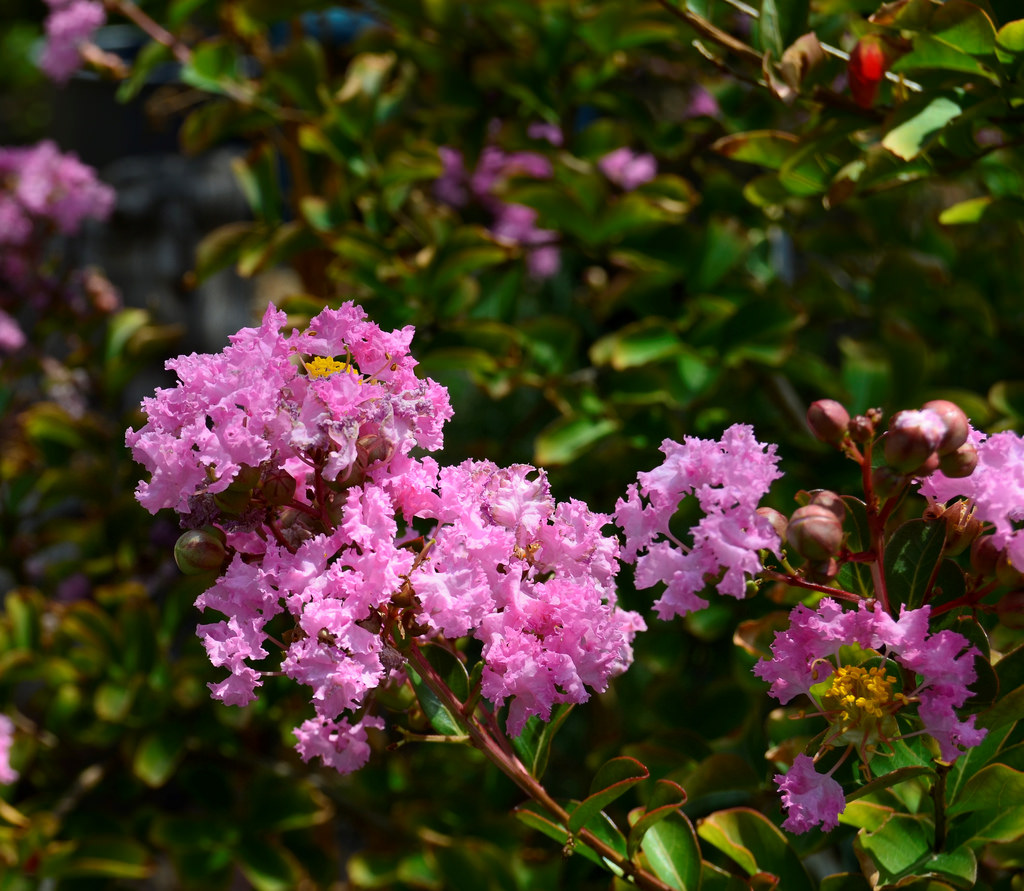 Hoa tường vi màu hồng 9