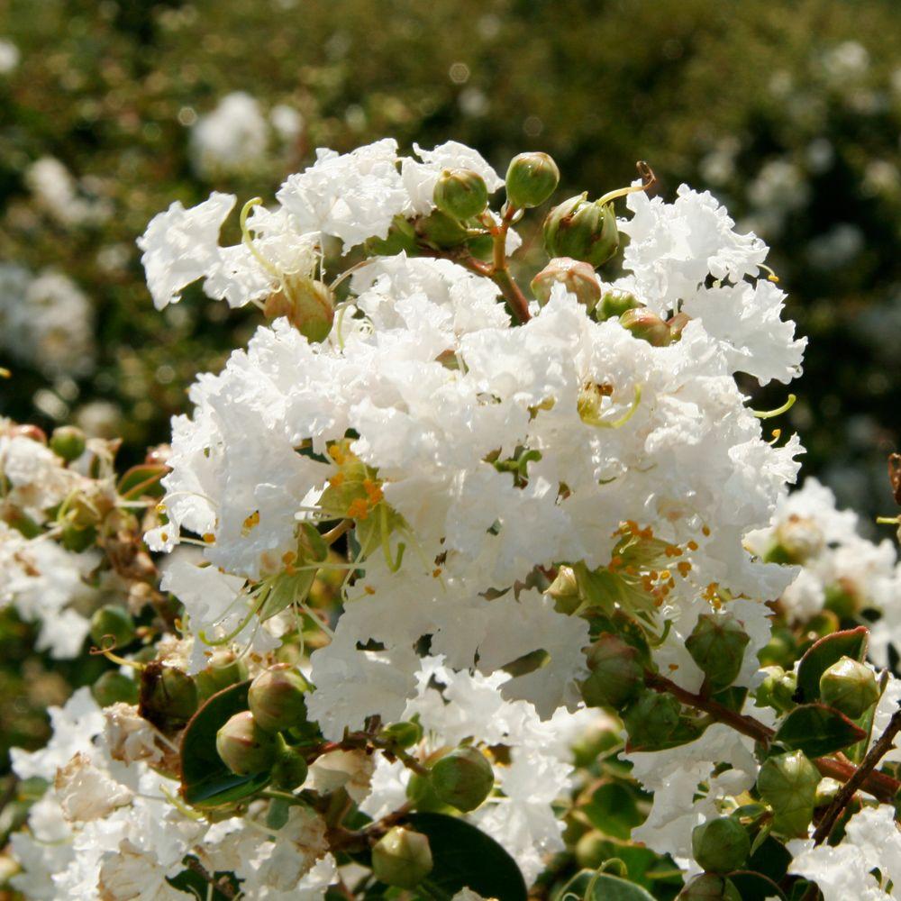 Hoa tường vi màu trắng 15