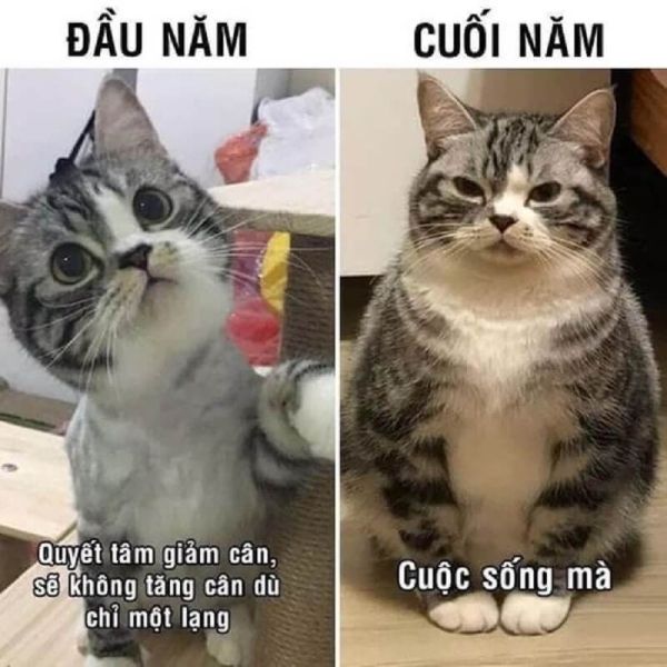 meme tết 9