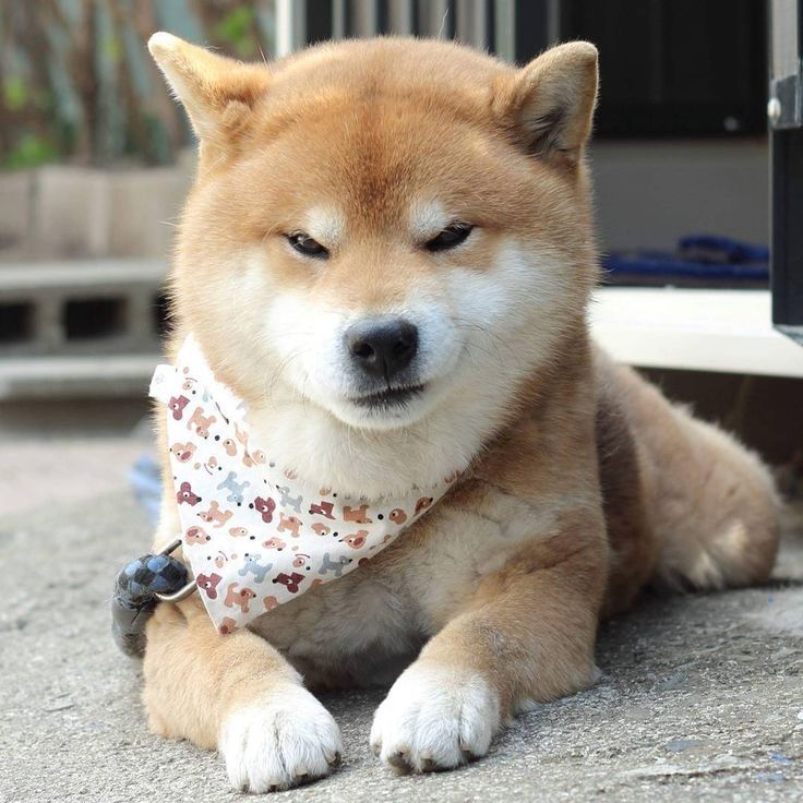 Avatar chó shiba 3