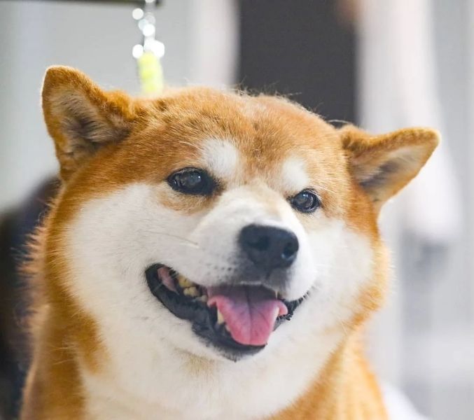 Avatar chó shiba 7