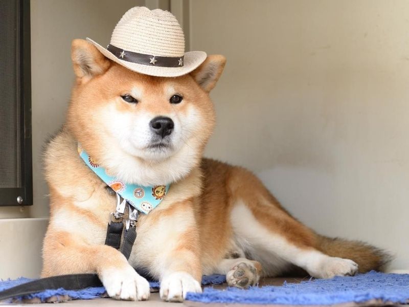 Avatar chó shiba 8