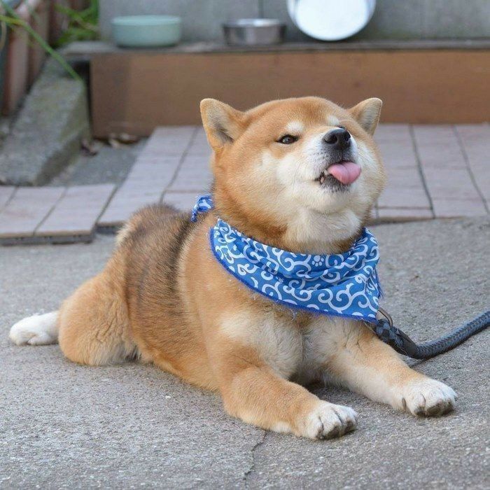 Avatar chó shiba 10