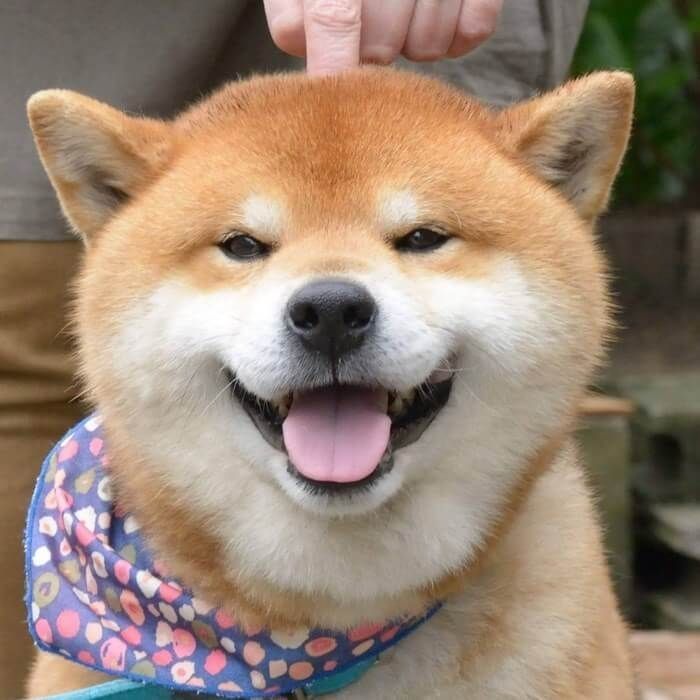 Avatar chó shiba 12