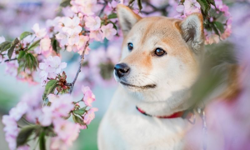 Avatar chó shiba 1