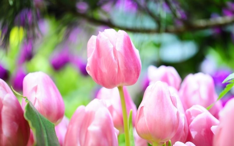 Avatar hoa tulip, biểu tượng của tình yêu và sự hoàn hảo