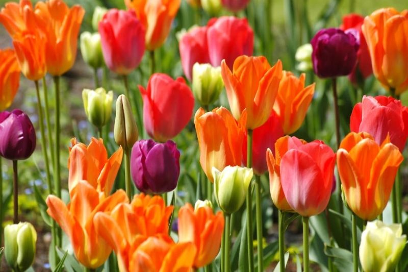 Hình ảnh avatar hoa tulip, mang lại vẻ đẹp rực rỡ và thanh lịch