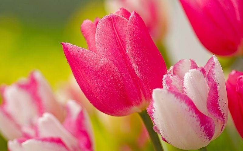 Hình nền avatar hoa tulip, tượng trưng cho sự tái sinh và hy vọng