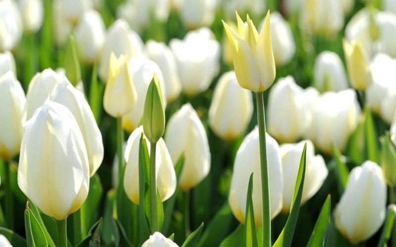 Avatar hoa tulip, phong cách đơn giản nhưng đầy ý nghĩa