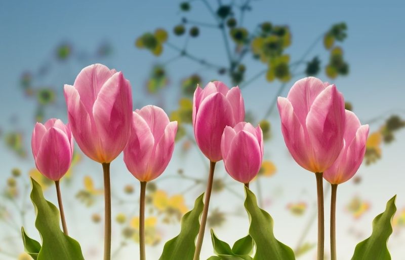 Hình ảnh avatar hoa tulip, mang đến sự tươi mới và độc đáo