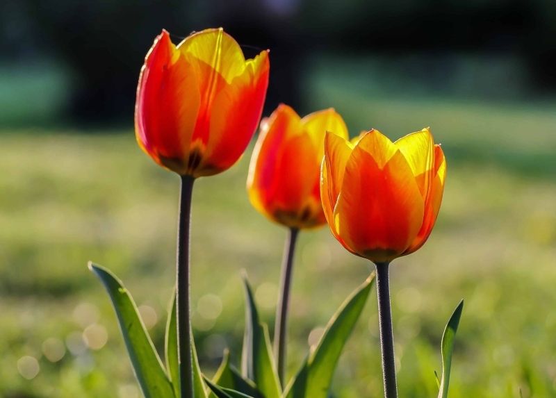 Hình nền avatar hoa tulip, sự lựa chọn hoàn hảo cho ngày mới đầy cảm hứng