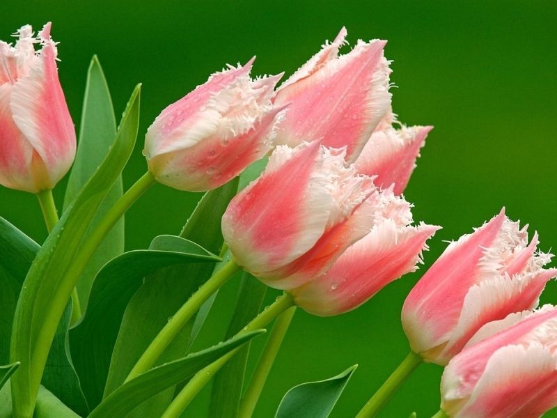 Avatar hoa tulip, phong cách nổi bật dành cho những ai yêu sự khác biệt