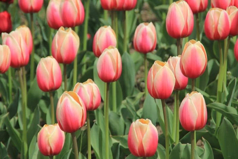 Avatar hoa tulip, thiết kế đẹp mắt mang đậm chất châu Âu