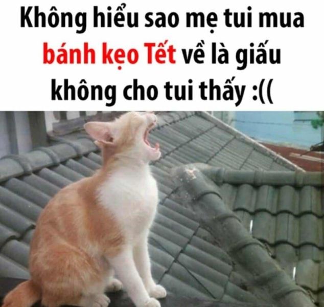 meme không 12