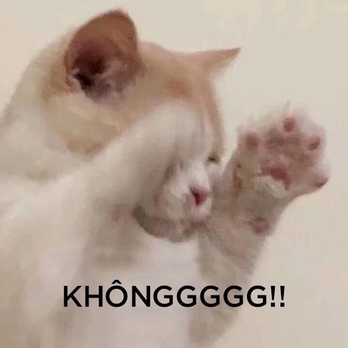 meme không 24