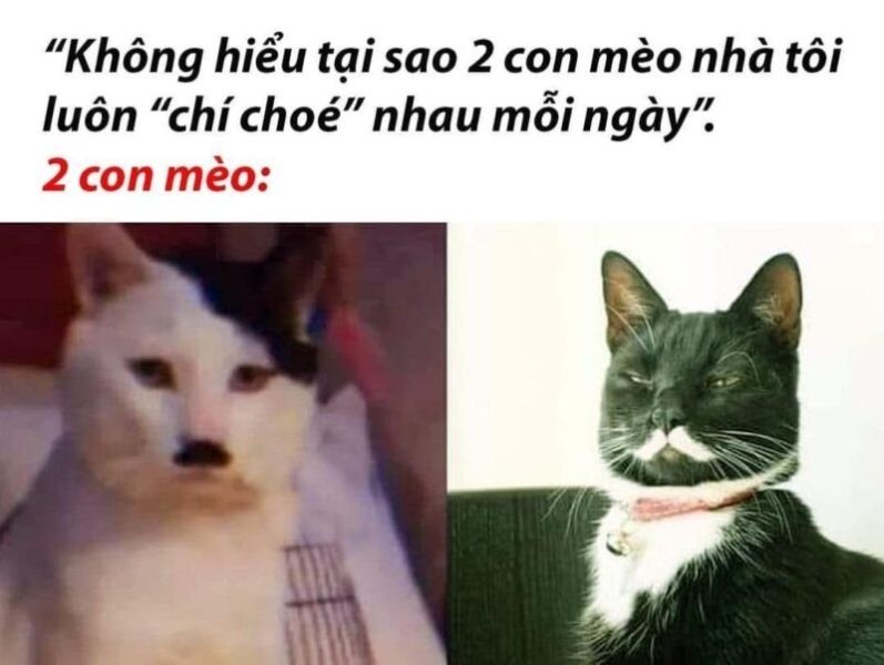 meme không 48