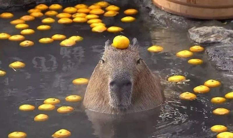 capybara meme 3